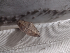 Anticarsia gemmatalis