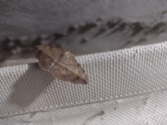 Anticarsia gemmatalis