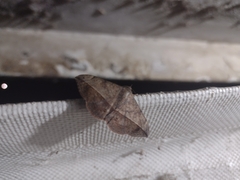 Anticarsia gemmatalis