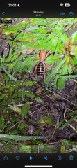 Ammopelmatus