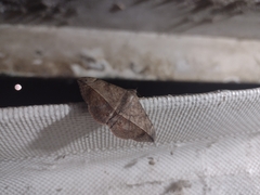 Anticarsia gemmatalis