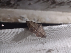 Anticarsia gemmatalis