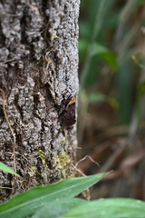 Penthicodes atomaria