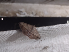 Anticarsia gemmatalis