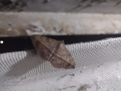 Anticarsia gemmatalis