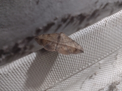 Anticarsia gemmatalis