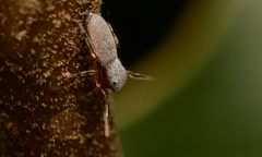 Tutelina similis