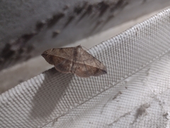 Anticarsia gemmatalis