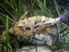 Scobinichthys granulatus