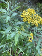 Senecio linearifolius