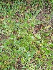 Otholobium mexicanum