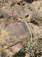 Lophocereus marginatus