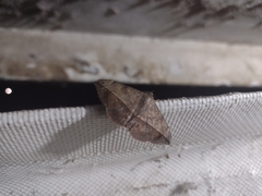 Anticarsia gemmatalis