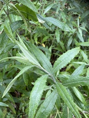 Senecio linearifolius
