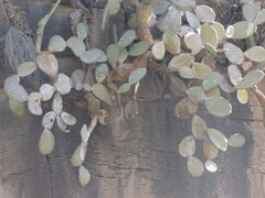 Opuntia decumbens