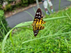 Dysphania subrepleta