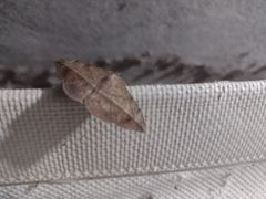 Anticarsia gemmatalis