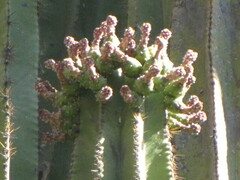 Isolatocereus dumortieri