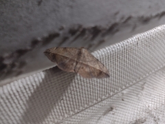 Anticarsia gemmatalis