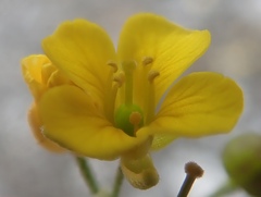 Physaria arctica