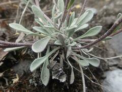 Physaria arctica