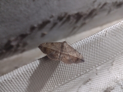 Anticarsia gemmatalis