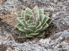 Echeveria agavoides