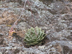 Echeveria agavoides