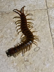 Scolopendra alternans