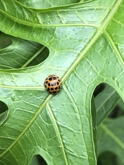 Henosepilachna vigintisexpunctata