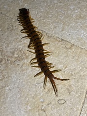 Scolopendra alternans