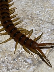Scolopendra alternans