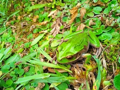 Gastrotheca riobambae
