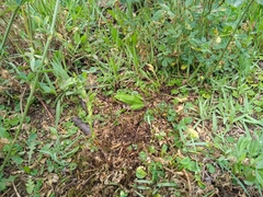 Gastrotheca riobambae