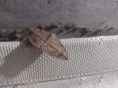 Anticarsia gemmatalis