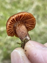 Cortinarius luridus