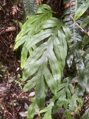 Blechnum colensoi