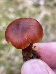 Cortinarius luridus