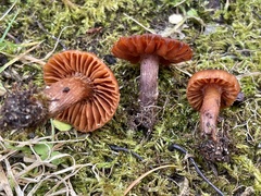 Cortinarius luridus