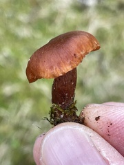 Cortinarius luridus