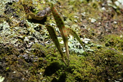 Pleopeltis polylepis