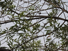Leiothlypis celata