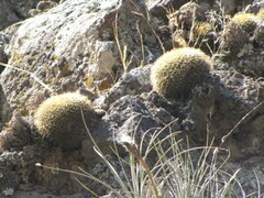 Mammillaria rhodantha