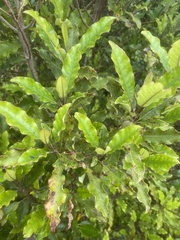 Quintinia serrata