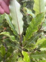 Quintinia serrata
