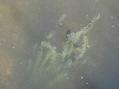Hydrilla verticillata
