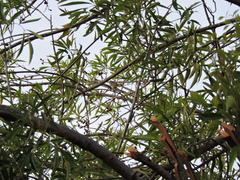 Leiothlypis celata