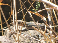 Aspidoscelis gularis