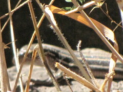 Aspidoscelis gularis