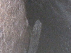 Urosaurus bicarinatus